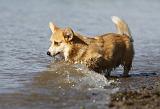 CORGI PEMBROKE 766